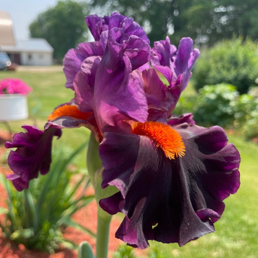 Bearded Iris 'Sharp Dressed Man' , German Iris
